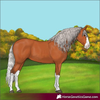 Horse Color:Silver Bay Splash 