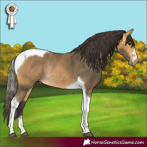 Horse Color:Buckskin Tobiano Rabicano 