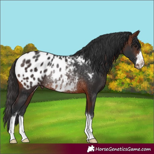 Horse Color:Brown Appaloosa Rabicano 