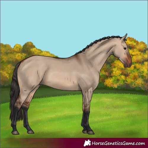 Horse Color:Bay Dun 