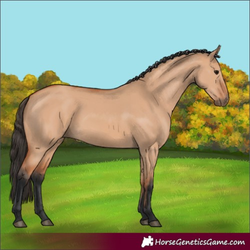 Horse Color:Bay Dun 
