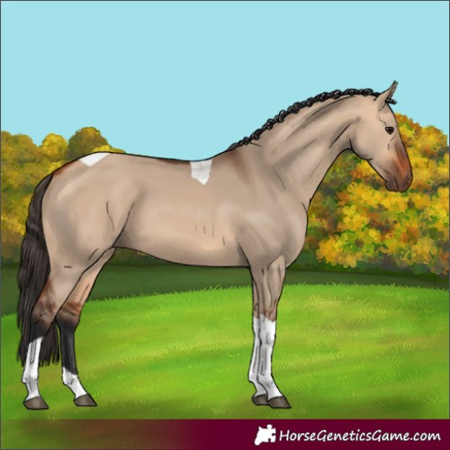 Horse Color:Bay Dun Tobiano 