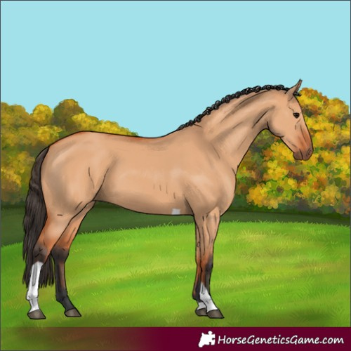 Horse Color:Bay Dun Tobiano 