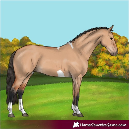 Horse Color:Bay Dun Tobiano 