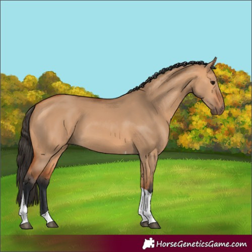 Horse Color:Bay Dun Tobiano 
