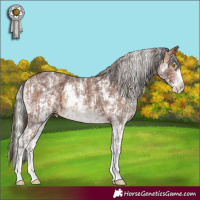 Horse Color:White Spotted Amber Champagne Sabino  and Silver Brown Sabino Varnish 