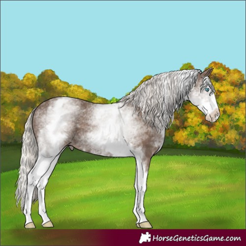 Horse Color:White Spotted Silver Black Splash