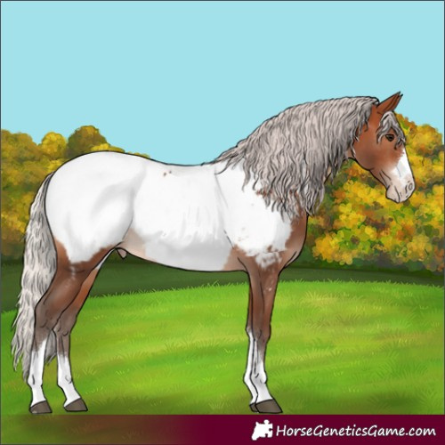 Horse Color:Silver Brown Appaloosa