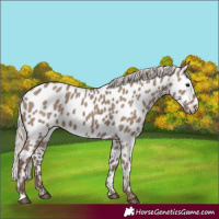 Horse Color:Silver Grullo Near Leopard 