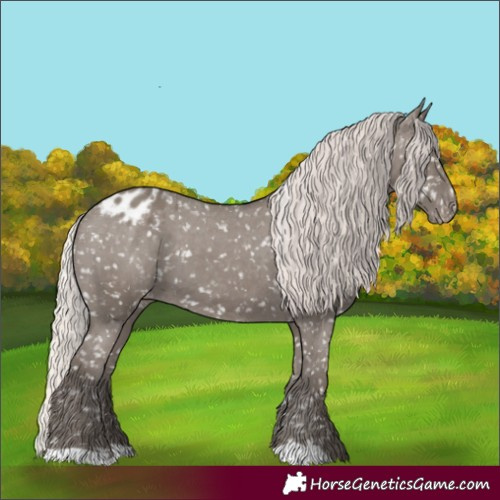 Horse Color:Silver Grullo Appaloosa 