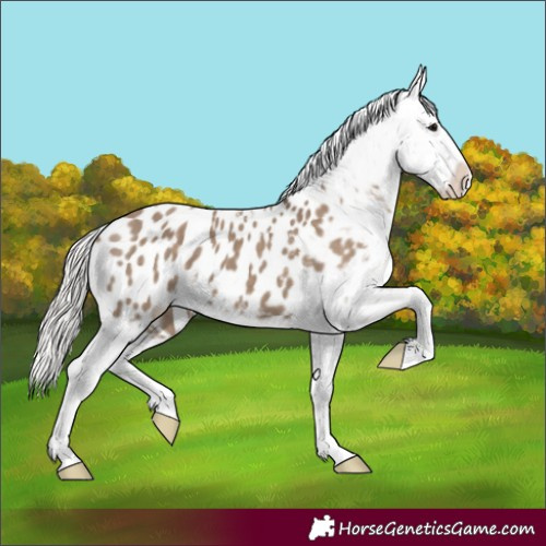 Horse Color:Silver Grullo Appaloosa 