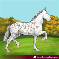 Horse Color:Silver Grullo Blanket 