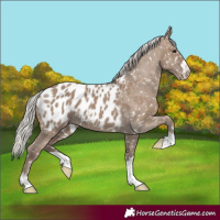 Horse Color:Silver Grullo Appaloosa