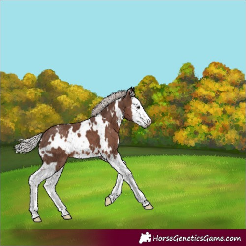 Horse Color:White Spotted Silver Black Splash 