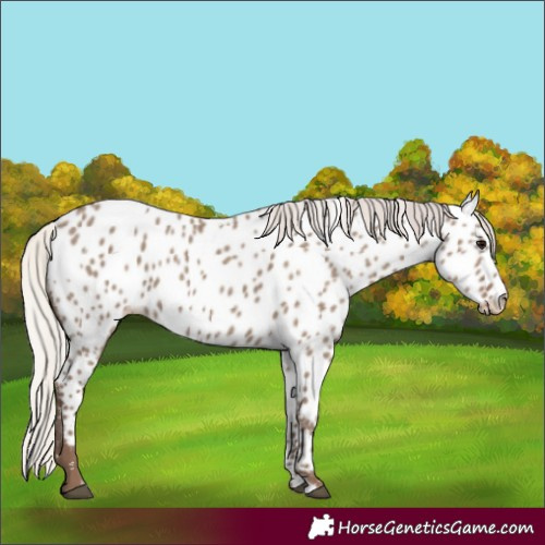 Horse Color:Silver Grullo Appaloosa