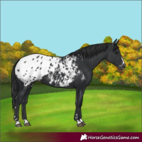 Horse Color:Black Appaloosa 