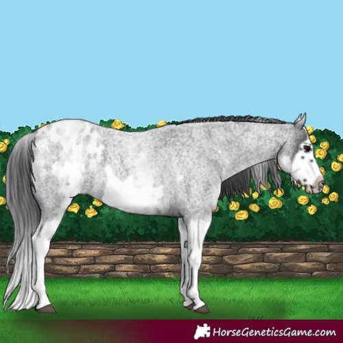 Horse Color:White Spotted Blue Roan Splash Frame Appaloosa 