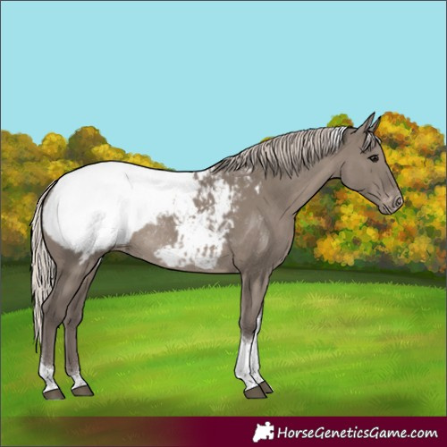 Horse Color:Silver Grullo Tobiano Snowcap Rabicano 