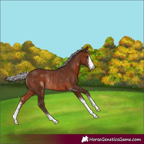 Horse Color:Silver Brown Sabino Rabicano 