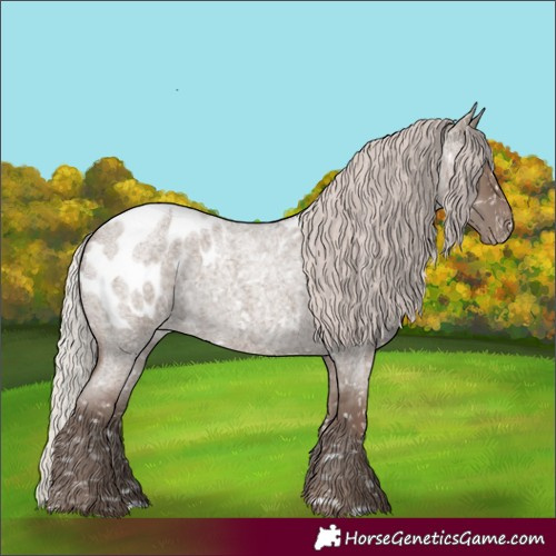 Horse Color:Silver Grullo Roan Appaloosa 
