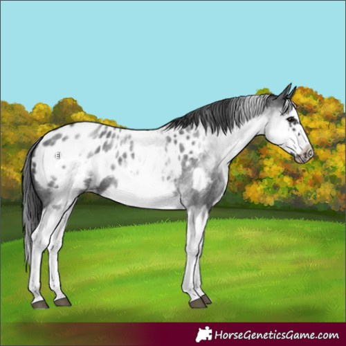 Horse Color:White Spotted Blue Roan Splash Frame Appaloosa 