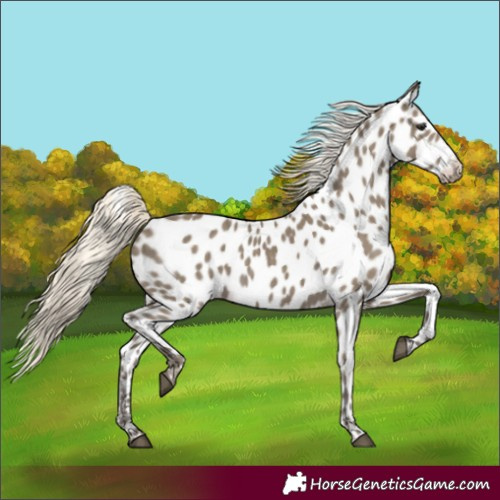 Horse Color:Silver Smoky Grullo Appaloosa 