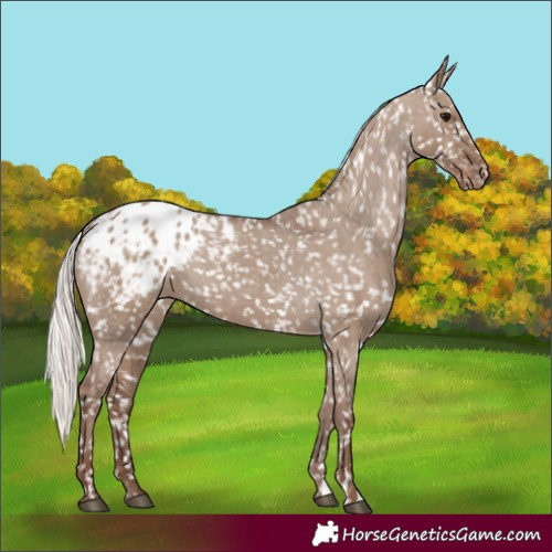 Horse Color:Silver Grullo Appaloosa 