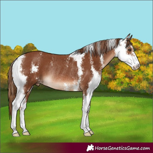 Horse Color:Chestnut Sabino Appaloosa Rabicano 