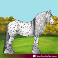 Horse Color:Black Appaloosa