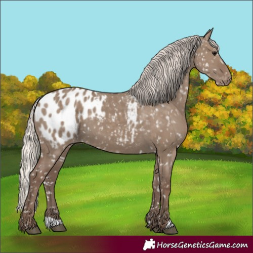 Horse Color:Silver Grullo Appaloosa 