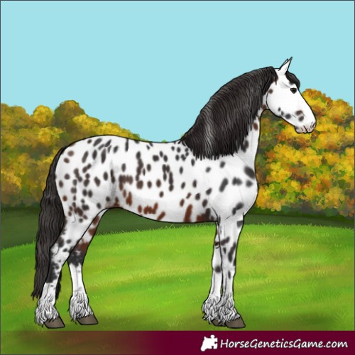 Horse Color:Bay Near Leopard