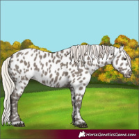 Horse Color:Silver Grullo Near Leopard