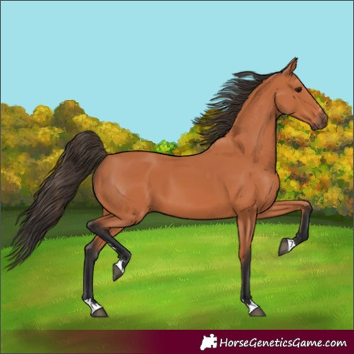 Horse Color:Bay 