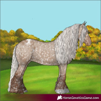 Horse Color:Silver Grullo Appaloosa 