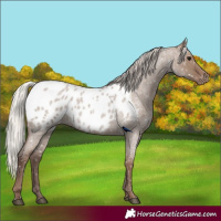 Horse Color:Silver Grullo Roan Appaloosa