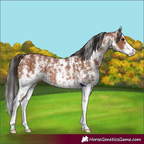 Horse Color:Bay Sabino Rabicano  and Bay Sabino Rabicano 