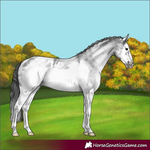 Horse Color:White Spotted Blue Roan Splash Frame Appaloosa 