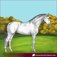 Horse Color:White Spotted Blue Roan Splash Frame Appaloosa