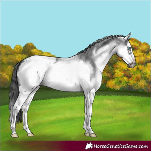 Horse Color:White Spotted Blue Roan Splash Frame Appaloosa