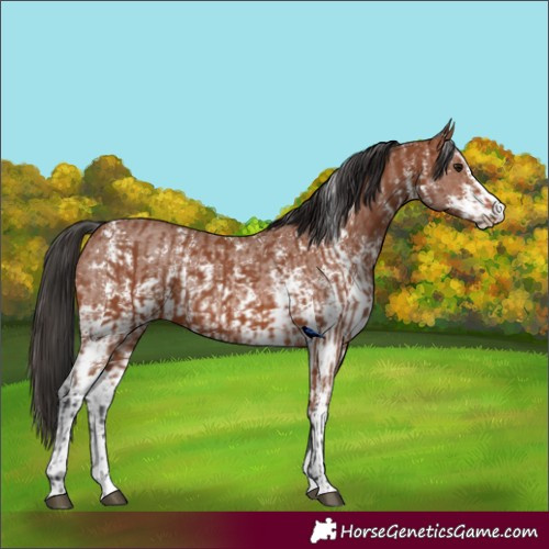 Horse Color:Bay Sabino Rabicano  and Bay Sabino Rabicano 