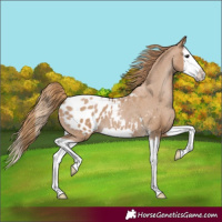 Horse Color:Black Pearl Splash Appaloosa 