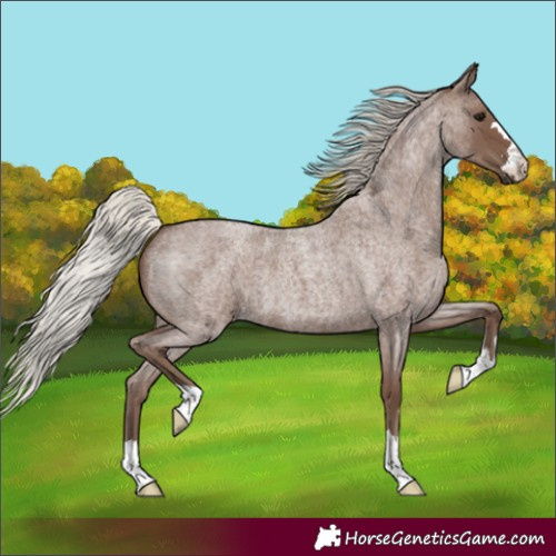 Horse Color:Silver Blue Roan 