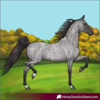 Horse Color:Smoky Blue Roan 