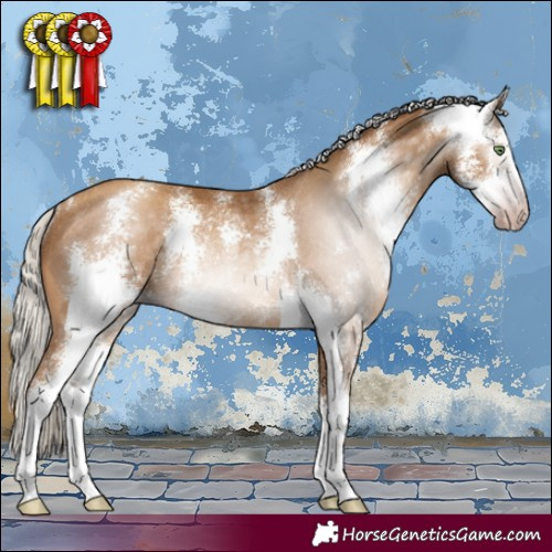 Horse Color:Gray Silver Amber Champagne Sabino Rabicano 