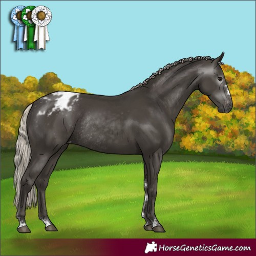 Horse Color:Gray Silver Black Appaloosa Rabicano 