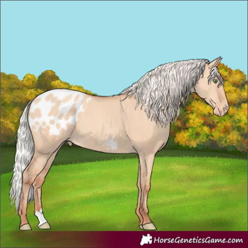 Horse Color:Silver Classic Champagne Dun Appaloosa 