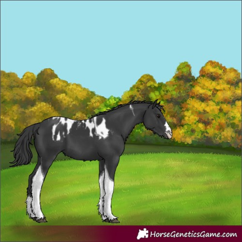 Horse Color:Black Tobiano Skewed LP Spotted