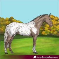 Horse Color:Silver Grullo Tobiano Blanket