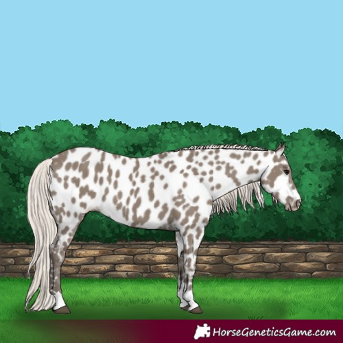 Horse Color:Silver Grullo Appaloosa 