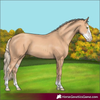 Horse Color:Gold Champagne Sabino